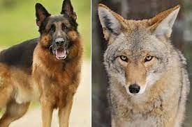 5 Difference Between Dog and Coyote (With Table) - Animal Differences