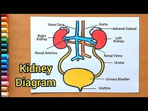 Easy Kidney diagram drawing | How to drawing kidney