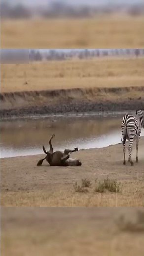 Zebra Strikes Back as Hyena Tries to Bite Its Tail