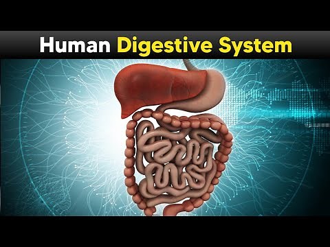 Human Digestive System - Explained with 3D Animations