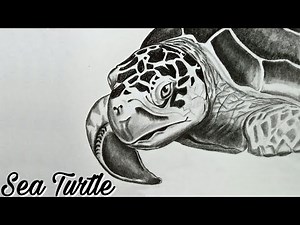 How to draw a realistic sea turtle step by step ( sea turtle head drawing ) with pencil shading