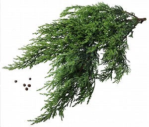 Can Blue Point Juniper Be Planted Near a House?