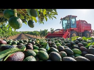 Avocado Farming - How To MILLIONS Of Tons Of Avocados Are Harvested & Processed Every Year This Way