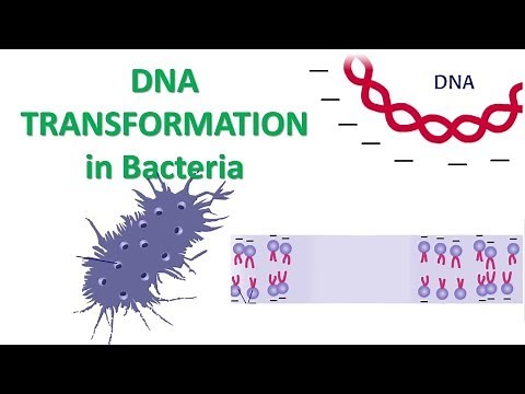 DNA Transformation | Calcium Chloride method of transformation