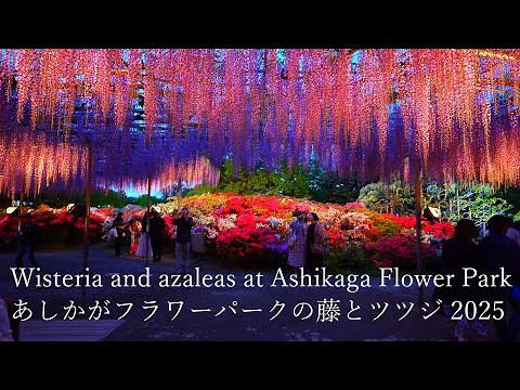 Wisteria and azaleas in full bloom, Ashikaga Flower Park is truly a paradise of flowers.
