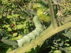 See What a Sphinx Moth Caterpillar and Pupa Looks Like
