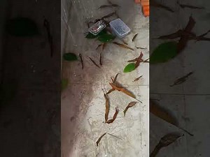 New crayfish. #fyp #fypviralシ #fypシ゚