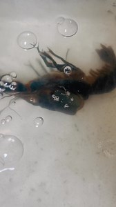 36K views · 693 reactions | CRAYFISH PROCESS OF MOLTING咽咽咽 #fyp #fyp #everyone #viral | GIANT CrayFish | Facebook