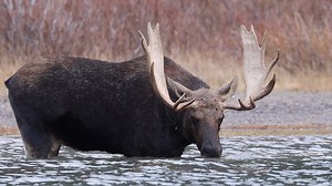 This is the other moose at the far end of the lake. He didn't take a single step towards the old legend. Still a great moose, though. I filmed him last summer and was happy to see him again. #outdoors #nature #animals #fall | Michael Hodges, Author