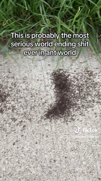 Ant War: A Battle for Survival