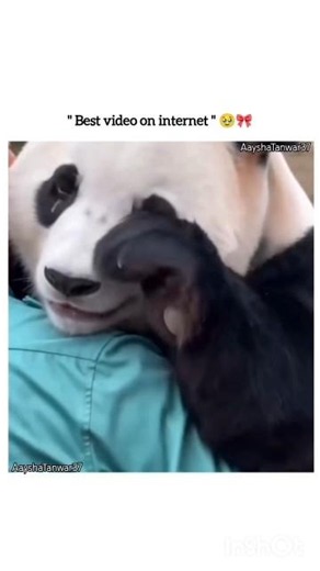 best video on internet 🥺❤️🎀🫶🏻#shorts #love #viralvideo #emotional #panda |AayshaTanwar37