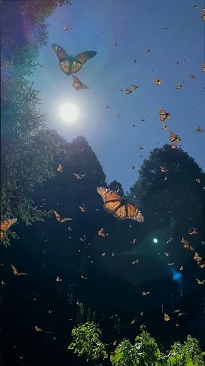 Danza delle farfalle: la bellezza della natura