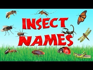 Names of Insects | 15 Types of Insects for Children | Kid2teentv