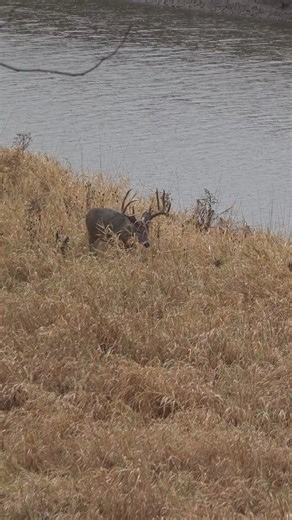 Bowhunt Or Die on Instagram: "After years of waiting to draw an lowa deer tag, Matt Millard finally sets out on a 3-week public land bowhunting adventure in the heart of the Midwest. From endless scouting miles and battling heavy hunting pressure to close encounters with giant rutting bucks, this trip has everything you'd expect from November whitetail hunting in lowa Early in the hunt, an almost 200-inch lowa giant shows up on Matt's trail camera -- a reminder of why hunters dream about chasing
