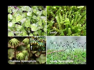 Bryophytes