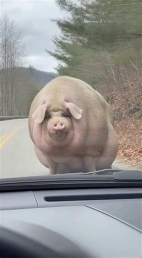 “😳 Giant Mystery Pig Blocks the Road… Drivers Can’t Believe Their Eyes!”