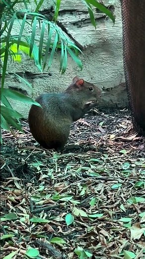 Life - Agouti