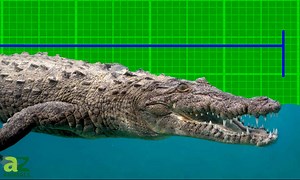 The Largest Saltwater Crocodile in the World