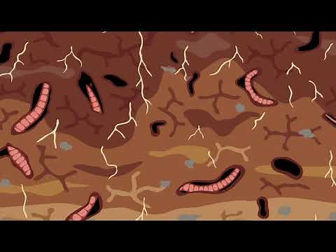Examining earthworms: our soils' engineers