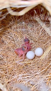 200K views · 538 reactions | Java finch chicks | Birds Lover | Facebook