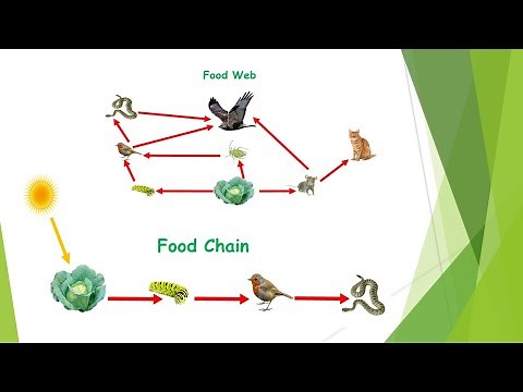 Food Chain & Food Web (Fully Explained)