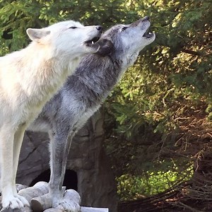 159K views · 9.4K reactions | Happiness is 50 wolves howling. | Wolf Conservation Center | Facebook