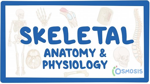 Skeletal system anatomy and physiology: Video, Causes, & Meaning | Osmosis