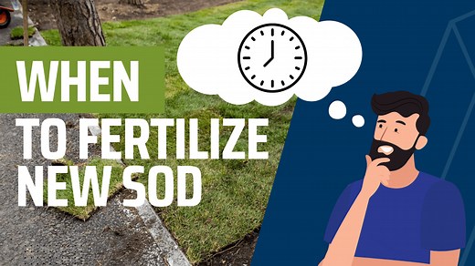 When to Fertilize New Sod