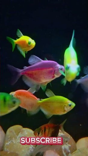 Serenity Glow | Neon Fish Tank Short