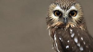 Ornithology lab releases high-resolution migration maps | Cornell Chronicle