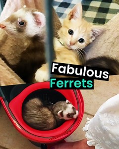 1.1M views · 20K reactions | How can you not love Ferrets after watching this?  | Animal Antics | Facebook