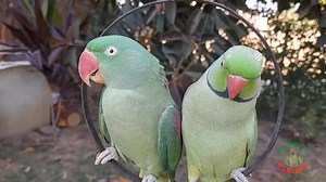 114K views · 8.8K reactions | Cute Parrots Talking and Loving Each Other | Parrot Paradise | Facebook