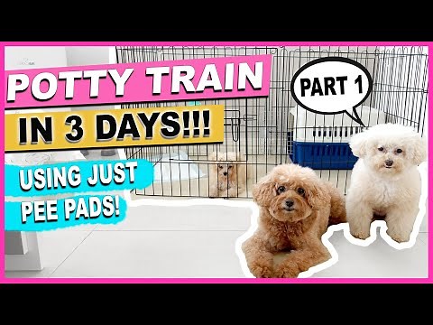 HOW TO POTTY TRAIN YOUR NEW PUPPY QUICKLY Part 1: The Complete Process| The Poodle Mom