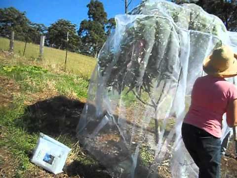 How to put a 'Fruit Saver' net over a fruit tree.AVI