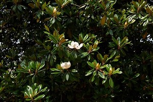 How to Revive a Dying Magnolia Tree: Can You Still Save It?