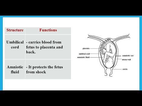 Human Reproduction - IGCSE Biology Combined Science - Dr Hanaa Assil