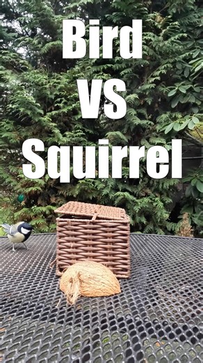 Bird vs Squirrel! 🦜 #squirrellife