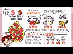 生化学(生物)８話「血と血液型」