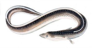 Eel Life Cycle - Extraordinary & Strange - Learn About Nature