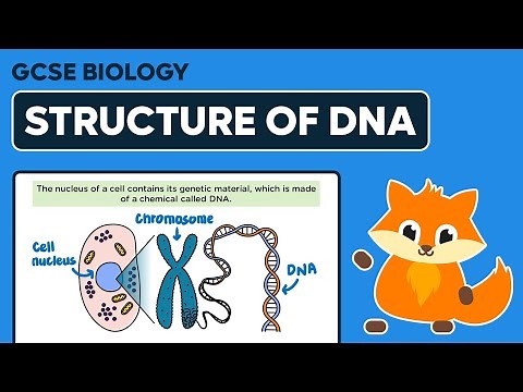 The Basic Structure of DNA - GCSE Biology
