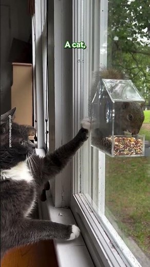Cat Scratches Window To Get To Squirrel 🐱