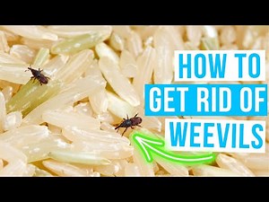 How to GET RID OF WEEVILS in rice or other food