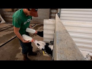 Feeding Calves