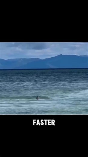 You only see the fin… but the real action is happening underwater. #Shark #OceanLife #Wildlife #NatureFacts #MarineLife
