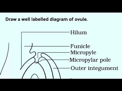 Draw a well labelled diagram of ovule.