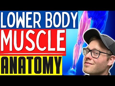 Learn Muscle Anatomy | Basic Lower Body Muscle Anatomy For Personal Trainers and Massage Therapists