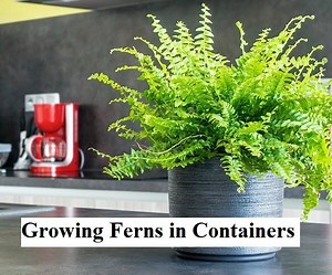 Growing Ferns In Containers - Gardening Practices