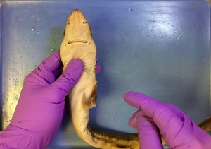 Spiny Dogfish Shark Dissection Video Tutorial   Lab Procedure PDF