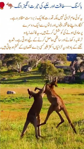 Kangaroo Boxing A Stunning Battle of Powerand Dominance 🦘🥊#KangarooBoxing#WildlifeFight #NaturePower