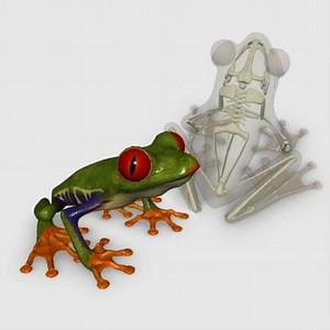 3D Frog Skeleton - Biosphera